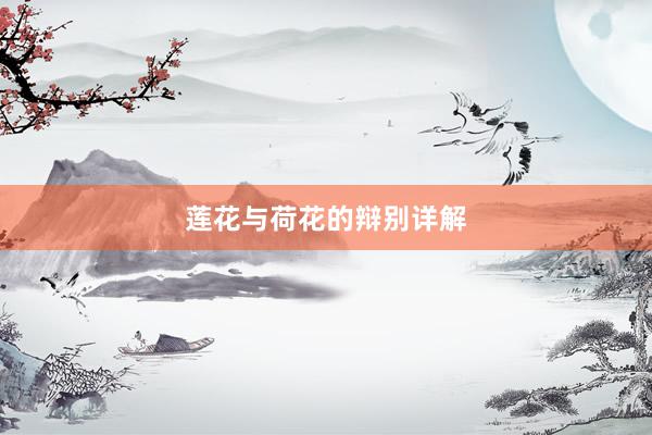 莲花与荷花的辩别详解
