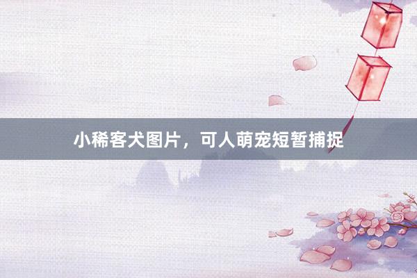 小稀客犬图片，可人萌宠短暂捕捉