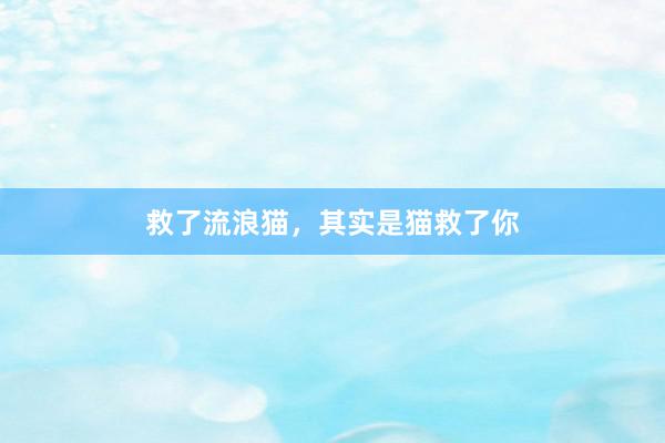 救了流浪猫，其实是猫救了你